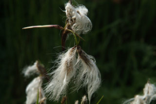 Eriophorum angustifolium Veenpluis bestellen